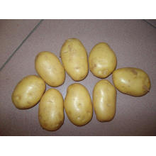New Crop Fresh Holland Potato